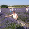 Levandulové polia v Provence.